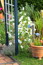 Glockenblume und Thymian am Rosenbogen_smaller.webp