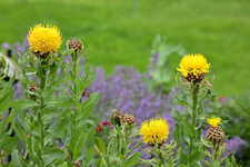 große Flockenblume vor Katzenminze_smaller.webp