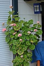 Hochstammgeranie mit den rosenartigen Blüten_smaller.webp