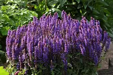 hoher Ehrenpreis_smaller.webp