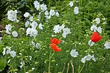 Islandmohn vor weißer Staudenmalve_smaller.webp