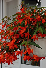 orange Hängebegonie_smaller.webp