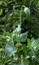 weißer Mohn_smaller.webp