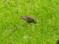 046.webp