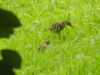 063.webp