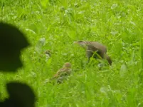 064.webp
