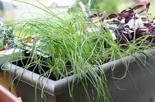 Schnittlauch.webp