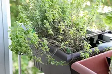 oregano.webp