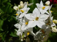 P1010420.webp