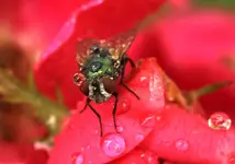 Doros Fliege.webp