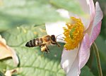P8108514 Biene mit Pollen im Anflug.jpg