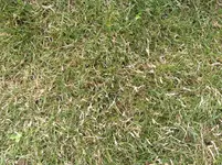 rasen.webp
