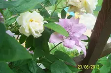 100_3321_9_1.webp