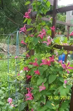 100_3323_11_1.webp