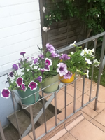 Petunien 2.webp