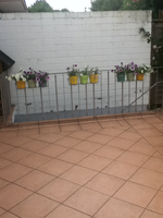 Petunien 3.webp