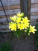 Lilien.webp