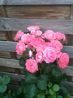 die rosa Rose.webp