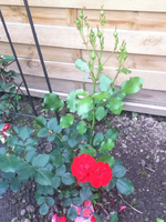die rote Rose.webp
