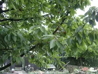 DSC09520.webp
