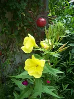 Nachtkerze.webp