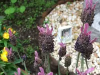 Lavendel.webp
