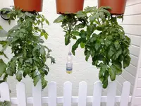 HängeToms.webp