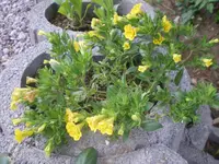 IMGP0720.webp