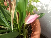 calla.webp