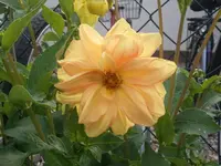 dahlie2.webp