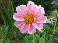 dahlie.webp