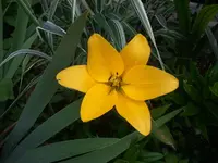 lilie.webp