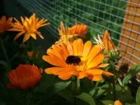 ringelblume.webp