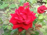 rose.webp