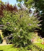 S._Flieder.webp