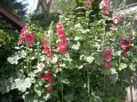 Stockrosen blühen 002.webp