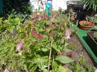 gepunktete-glockenblume.webp