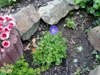 glockenblume mit grosser blüte.webp