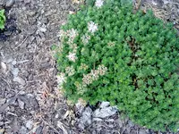 sedum.webp
