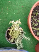 sedum (2).webp
