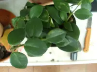 SDC11632.webp