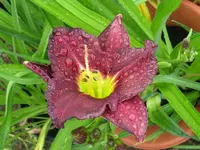 IMG_fata morgana_800x600.webp
