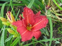 IMG_regal air_800x600.webp