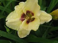 IMG_thunder patch1_1024x768.webp