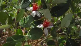 urlaub sete 2012 051a.webp