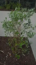 urlaub sete 2012 057a.webp