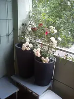 DSC00548.webp