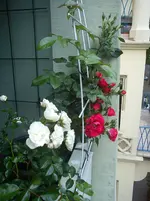 DSC00549.webp