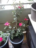 DSC00552.webp