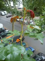 DSC00555.webp